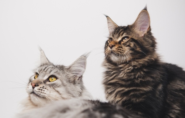 Два мейнкуна на сером фоне