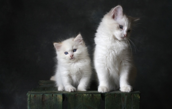 Два маленьких белых котенка на сером фоне