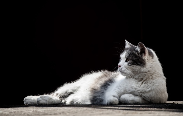 Белый с серыми пятнами кот на черном фоне