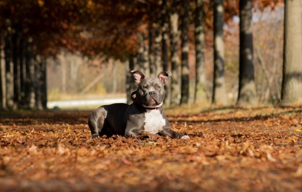 Американский питбультерьер лежит на листве в парке