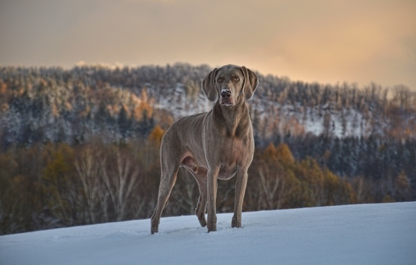 Красивый пес породы веймаранер на снегу