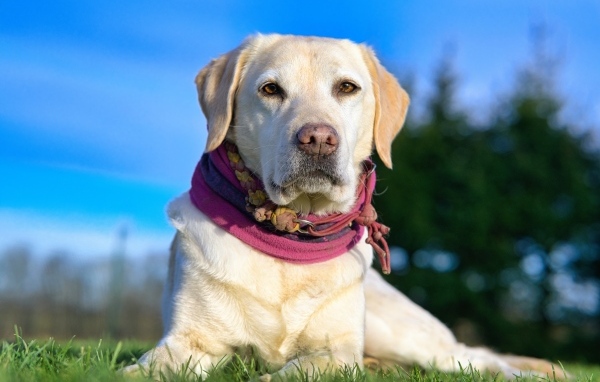 Красивый золотистый ретривер лежит на траве