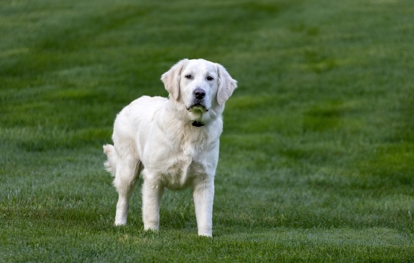 Большой золотистый ретривер на зеленой траве