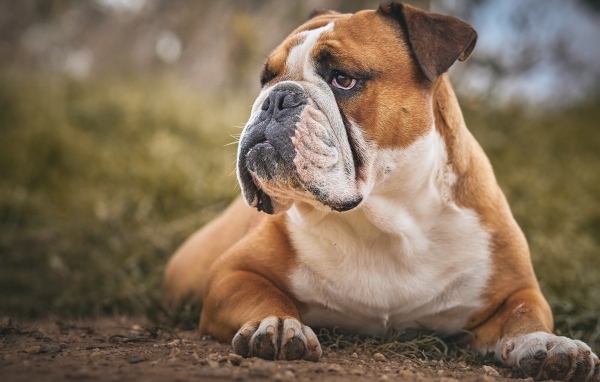 Большой серьезный бульдог лежит на земле