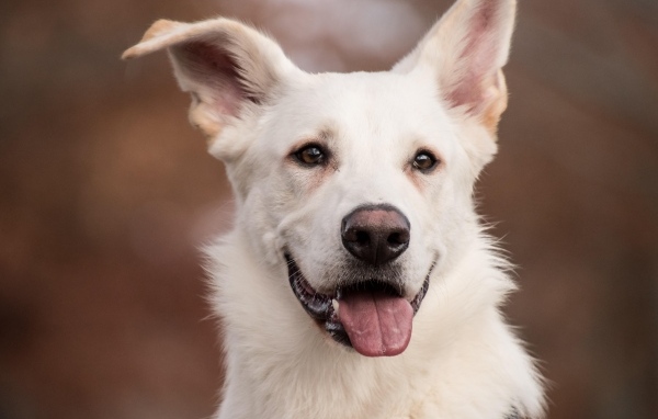 Большой белый пес с высунутым языком