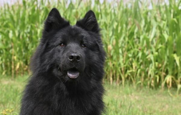Черная евразийская собака сидит на траве