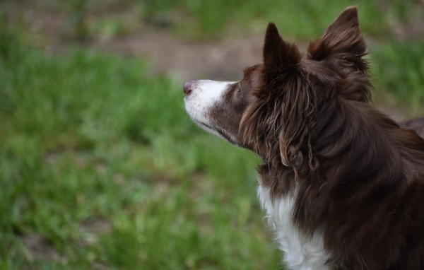 Бордер колли с грустным взглядом