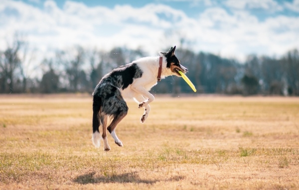 Собака породы бордер колли ловит тарелку