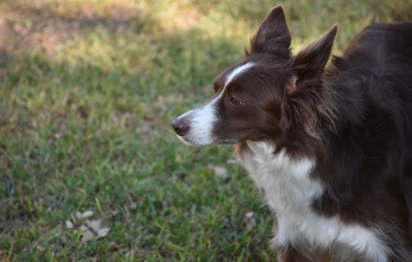Собака породы бордер-колли- на прогулке