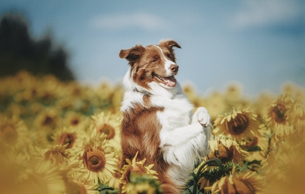 Собака породы бордер колли в подсолнухах