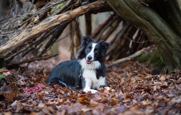 Собака породы бордер колли лежит на листве в парке 