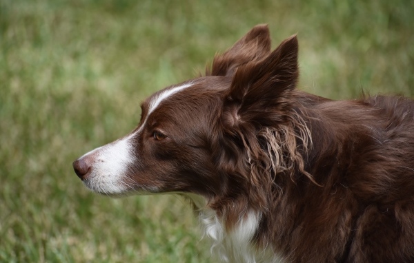 Коричневая собака бордер колли