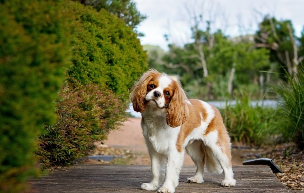 Чарльз кинг спаниель на прогулке
