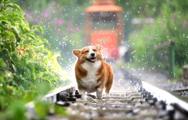 Веселый корги бежит по рельсам под дождем 