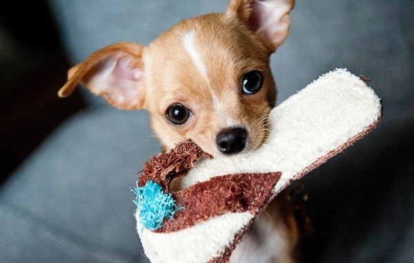 Собака породы чихуахуа с тапком в зубах