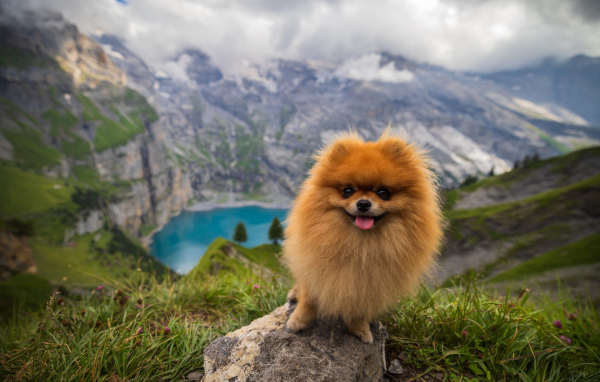 Милый шпиц стоит на камне