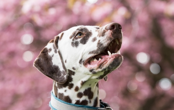 Морда далматина с открытым ртом