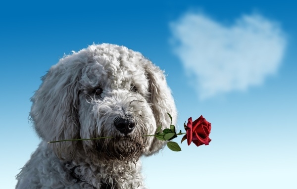 Пес с розой в зубах на фоне неба