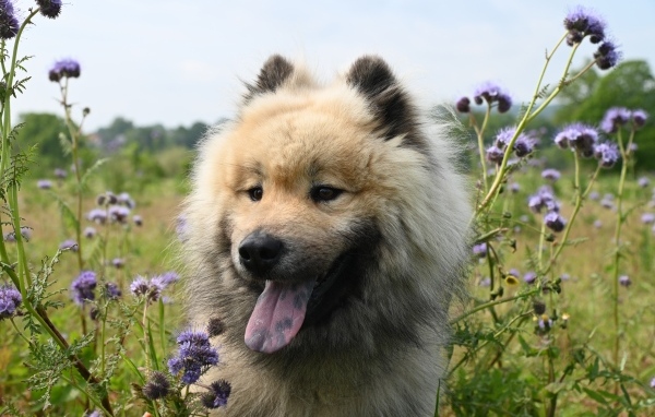 Щенок евразийской породы с высунутым языком