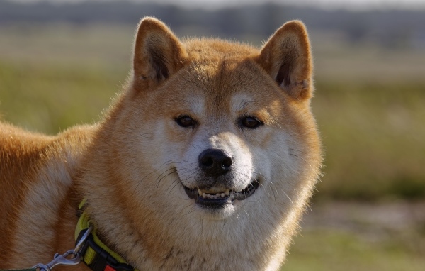 Пушистый пес породы акита ину с ошейником