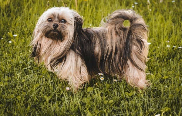 Пушистая русская  цветная болонка стоит на зеленой траве