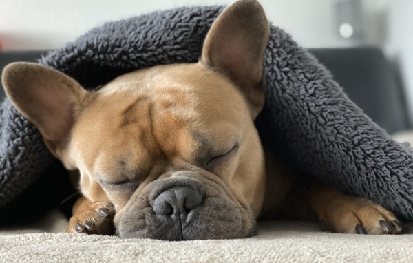 Французский бульдог спит под  одеялом
