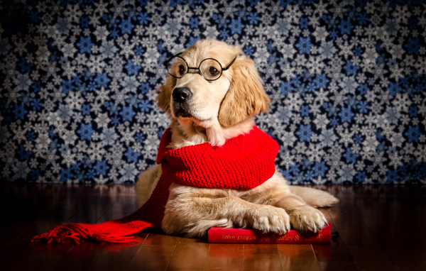 Золотистый ретривер в красном шарфе