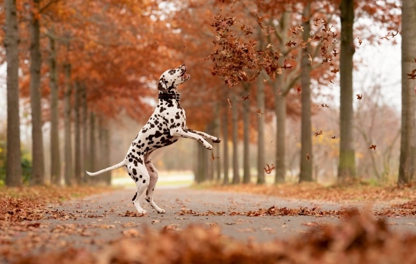 Большой далматинец ловит желтые листья