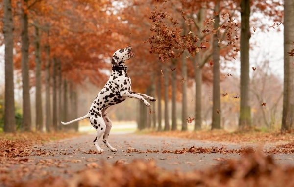 Довольный далматин играет в осеннем парке