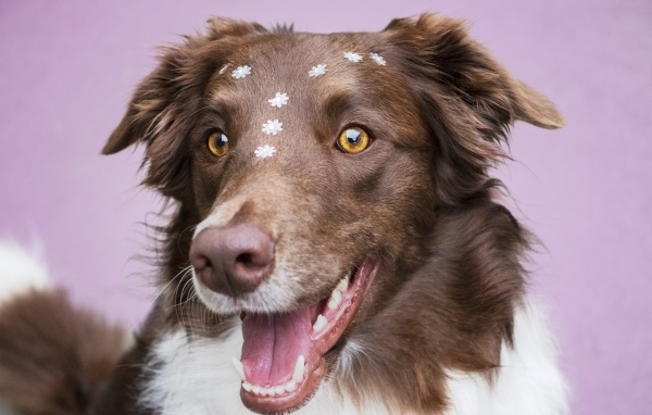 Довольный пес породы бордер колли