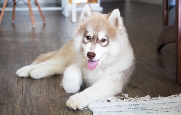 Щенок хаски с высунутым языком