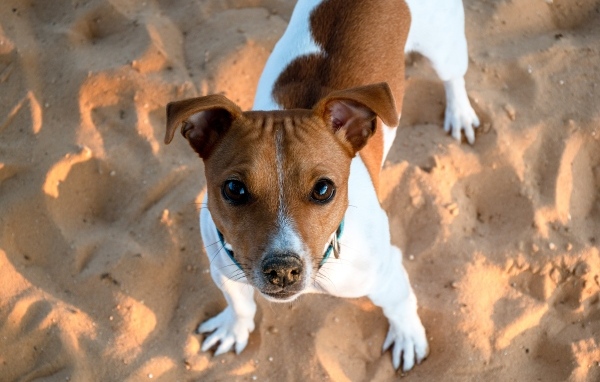 Пес породы джек рассел терьер стоит на песке 