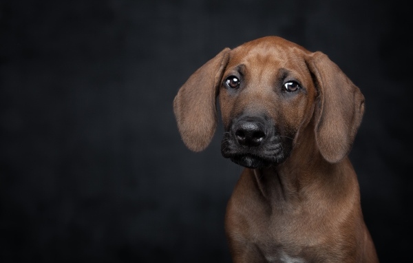Маленький грустный породистый щенок на черном фоне