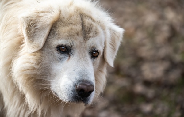 Старый белый пес с грустными глазами