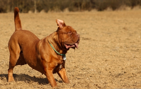 Породистый коричневый пес играет 