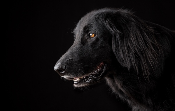 Породистый пес с открытой пастью на черном фоне
