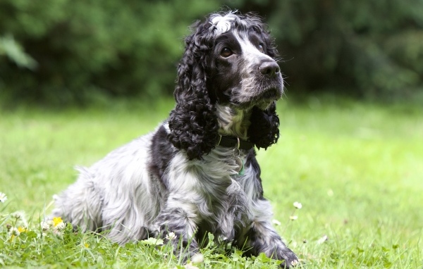 Грустный кокер спаниель лежит на траве