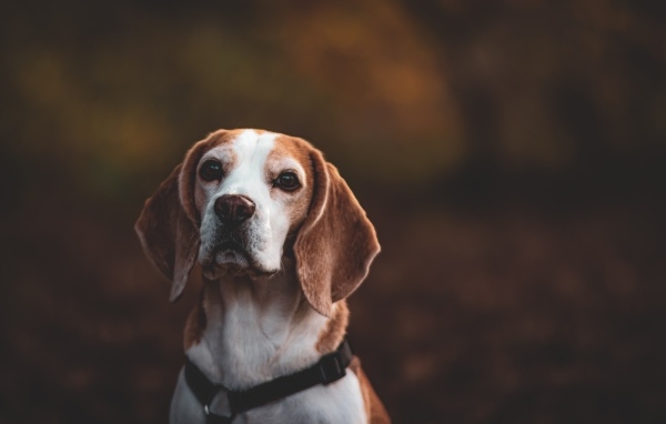 Грустный пес породы бигль 