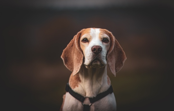 Грустный бигль с ошейником
