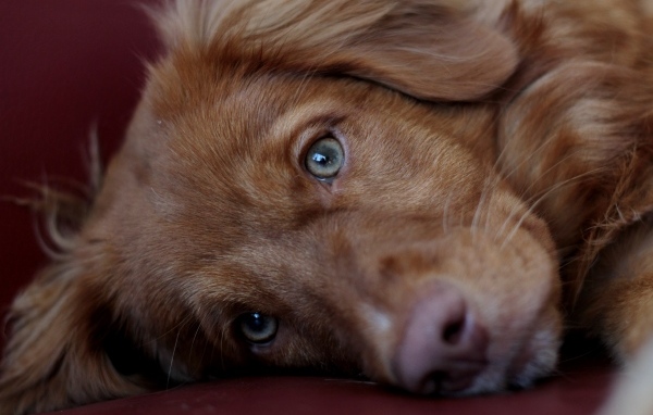 Грустный коричневый пес крупным планом