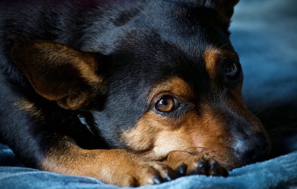 Грустный пес лежит на синем покрывале