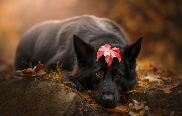 Грустный пес лежит на холодной земле