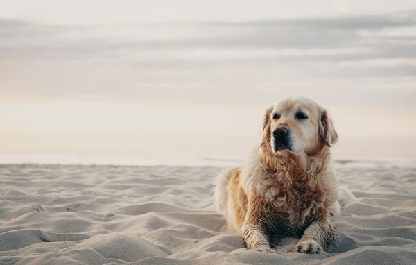 Грустный золотистый ретривер лежит на песке