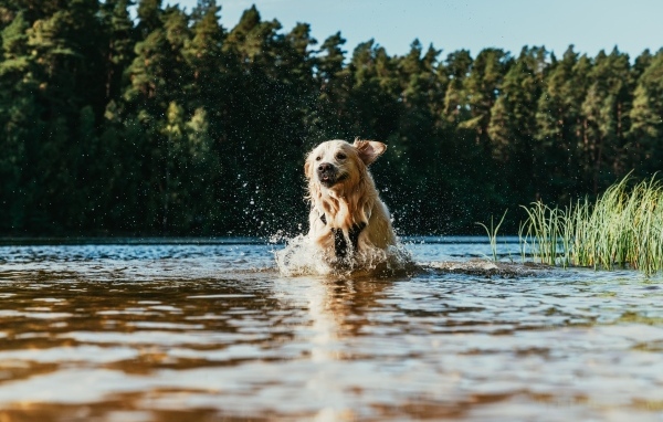 Довольный золотистый ретривер бежит по воде