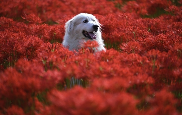 Довольный золотистый ретривер сидит в красных цветах