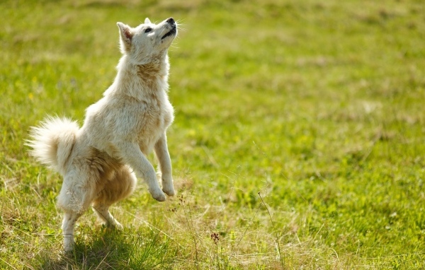 Довольная белая собака играет на зеленой траве