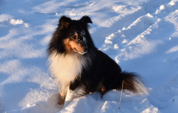 Собака породы шелти сидит на снегу
