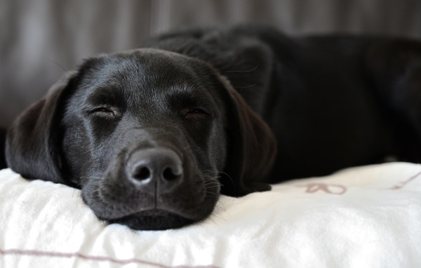 Спящий черный лабрадор на кровати 