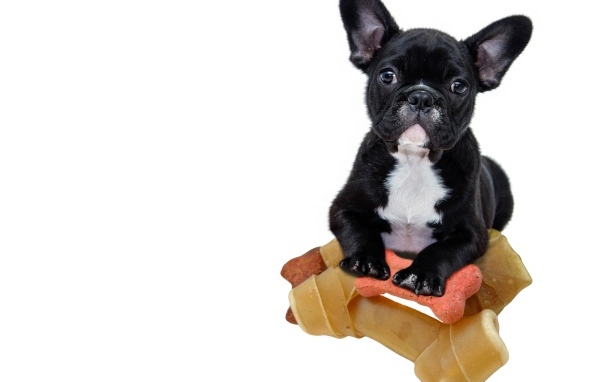 Маленький черный французский бульдог с игрушками на белом фоне