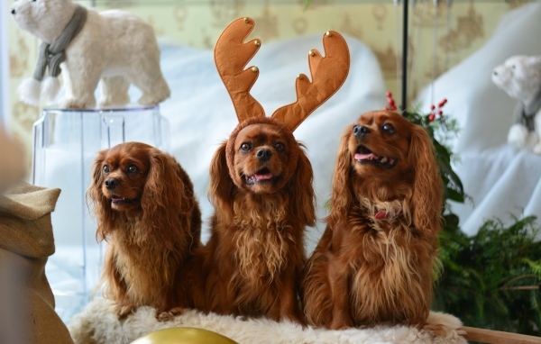 Три породистые собаки позируют для фото 